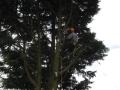 Bruks Tree Surgery image 6