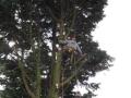 Bruks Tree Surgery image 7