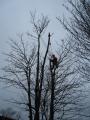 Bruks Tree Surgery image 1