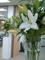 Buds Office Plant rental, florist, garden centre and interior landscaping image 2