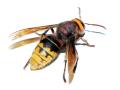 Bug-A-Off Pest Control image 3