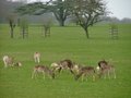 Burghley House image 4