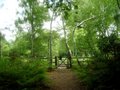 Burnham Beeches image 5