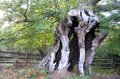 Burnham Beeches image 6