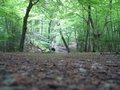 Burnham Beeches image 8