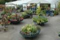 Burstow Nurseries & Garden Centre image 4