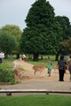 Bushy Park image 5
