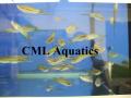 CML Aquatics image 10