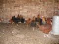 Cambridge Poultry image 1