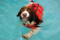 Canine Hydrotherapy Auchinleck logo