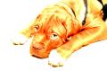 Canine Paws Training Academy image 6
