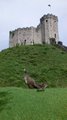 Cardiff, Cardiff Castle (2) (E-bound) image 3