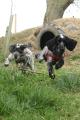 Centre Barks Activity Holidays for Dogs image 1