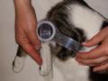 Chartered Veterinary Physiotherapy service image 4