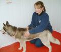 Chartered Veterinary Physiotherapy service image 1
