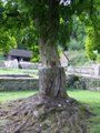 Chedworth Roman Villa logo