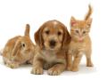 Cheshire Pet Sitters image 1