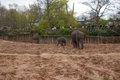 Chester Zoo image 6