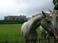 Chirk Castle image 9