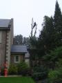 Chris Gill Tree Surgery Ltd image 2
