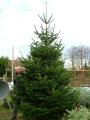 Christmas Trees Cirencester image 2