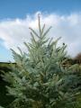 Christmas Trees Cirencester image 7