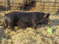 Church Farm Stow Bardolph | Rare Breeds Centre (Farm Park) image 2