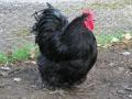 Church Farm Stow Bardolph | Rare Breeds Centre (Farm Park) image 3