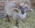 Church Farm Stow Bardolph | Rare Breeds Centre (Farm Park) image 4