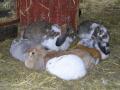 Church Farm Stow Bardolph | Rare Breeds Centre (Farm Park) image 6