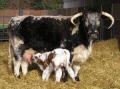 Church Farm Stow Bardolph | Rare Breeds Centre (Farm Park) image 8