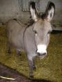 Church Farm Stow Bardolph | Rare Breeds Centre (Farm Park) image 9