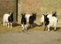 Church Farm Stow Bardolph | Rare Breeds Centre (Farm Park) image 1