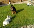 Clare's Dog Grooming and Pet Sitting. Weekend Dog Boarding. Dog Training image 2