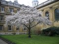 Clare College image 6