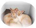 Cleeve Cats Boarding Cattery - Seend Cleeve image 5