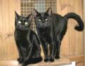 Cleeve Cats Boarding Cattery - Seend Cleeve image 8