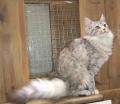 Cleeve Cats Boarding Cattery - Seend Cleeve image 9