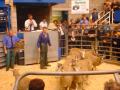 Clitheroe Auction Mart logo