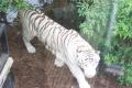 Colchester Zoo image 2