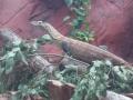 Colchester Zoo image 3