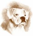 Cornwall & South Devon Boxer Rescue logo