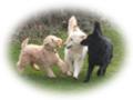 County Pet Services image 6
