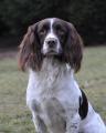 Cow Hill Kennels & Cattery logo