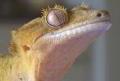 Crested Geckos image 1