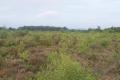 Culloden Battlefield image 10