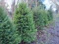 Dane End Christmas Tree Farm image 2
