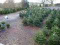 Dane End Christmas Tree Farm image 3