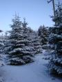 Dane End Christmas Tree Farm image 4