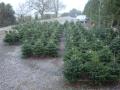 Dane End Christmas Tree Farm image 1